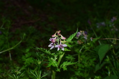 Delphinium anthriscifolium