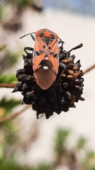 Spilostethus pandurus