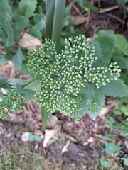 Hylotelephium telephium