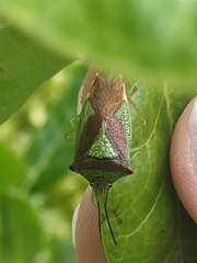 Acanthosoma haemorrhoidale