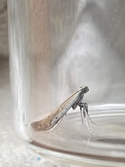 Aspilapteryx tringipennella