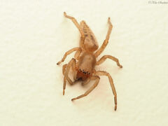 Clubionidae