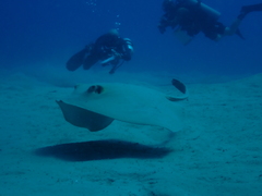 Pastinachus sephen