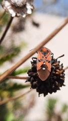 Spilostethus pandurus