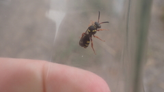 Nomada
