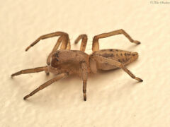 Clubionidae