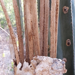 Lophocereus marginatus
