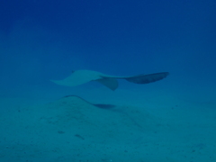 Pastinachus sephen
