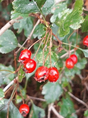 Crataegus laevigata