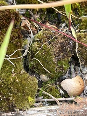 Bryum argenteum