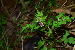 Delphinium anthriscifolium