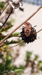 Spilostethus pandurus