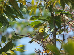 Pistacia chinensis