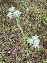 Euphorbia marginata