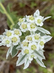 Euphorbia marginata