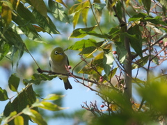 Zosterops simplex