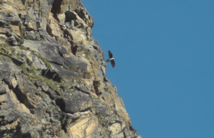Gypaetus barbatus