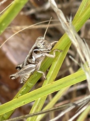 Melanoplini