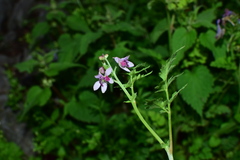 Delphinium anthriscifolium