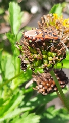 Spilostethus pandurus