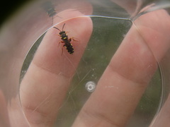 Nomada