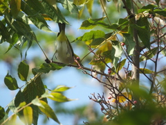 Pistacia chinensis