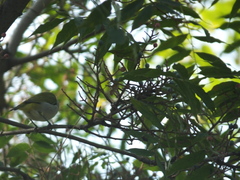 Zosterops simplex