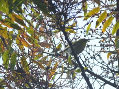 Zosterops simplex