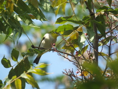 Zosterops simplex