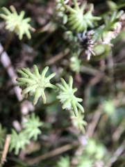 Marchantia polymorpha