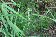 Caryophyllales