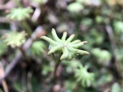 Marchantia polymorpha