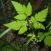 Mountain Sweet Cicely - Photo (c) Anthony Mendoza, some rights reserved (CC BY-NC-SA)