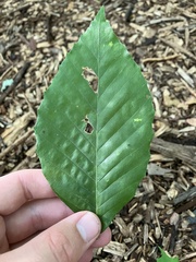 Acalitus ferrugineum