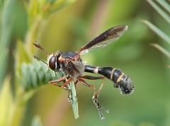 Physocephala sagittaria