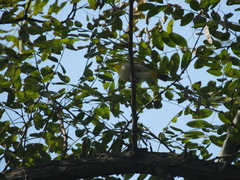 Pistacia chinensis