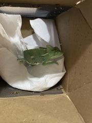 Chamaeleo calyptratus