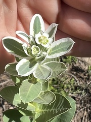 Euphorbia marginata