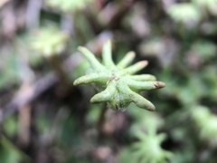 Marchantia polymorpha