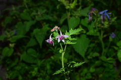 Delphinium anthriscifolium