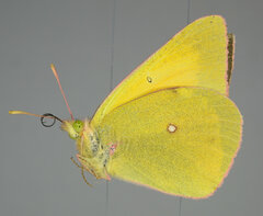 Colias christina