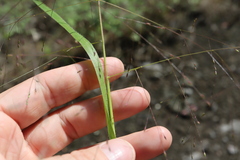 Panicum capillare