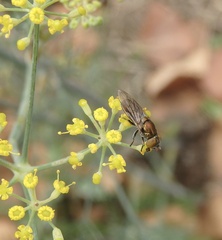 Riponnensia splendens
