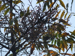 Zosterops simplex