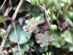 Marchantia polymorpha