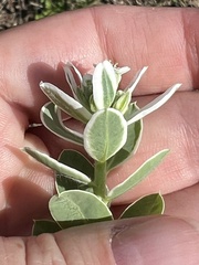 Euphorbia marginata