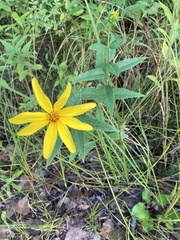 Helianthus angustifolius