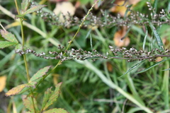 Artemisia integrifolia