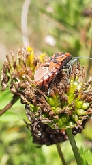 Spilostethus pandurus