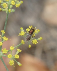 Riponnensia splendens